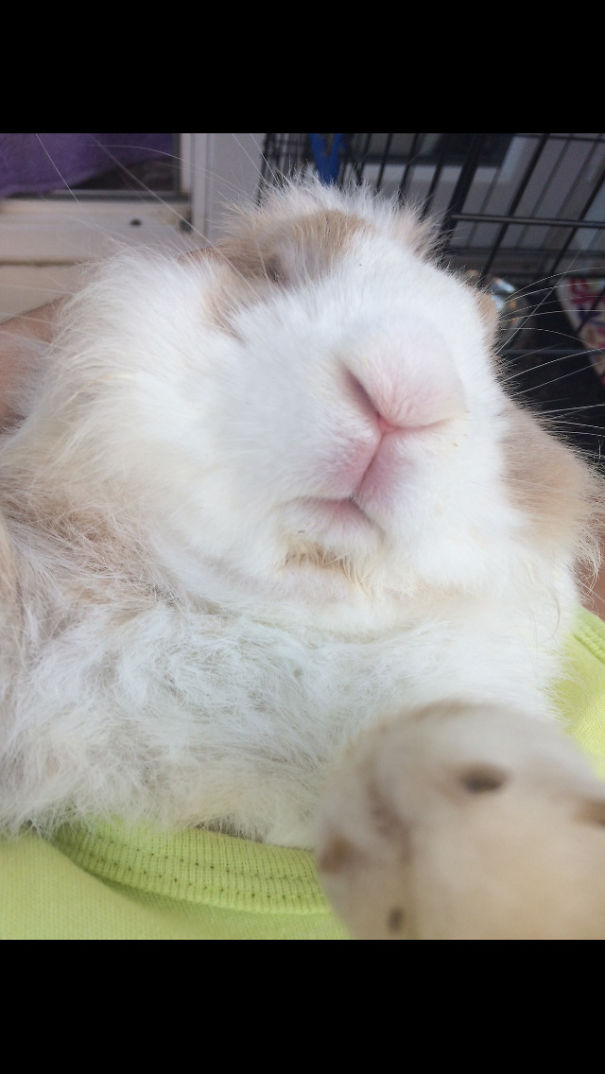 Everthing Expect To Rabbit