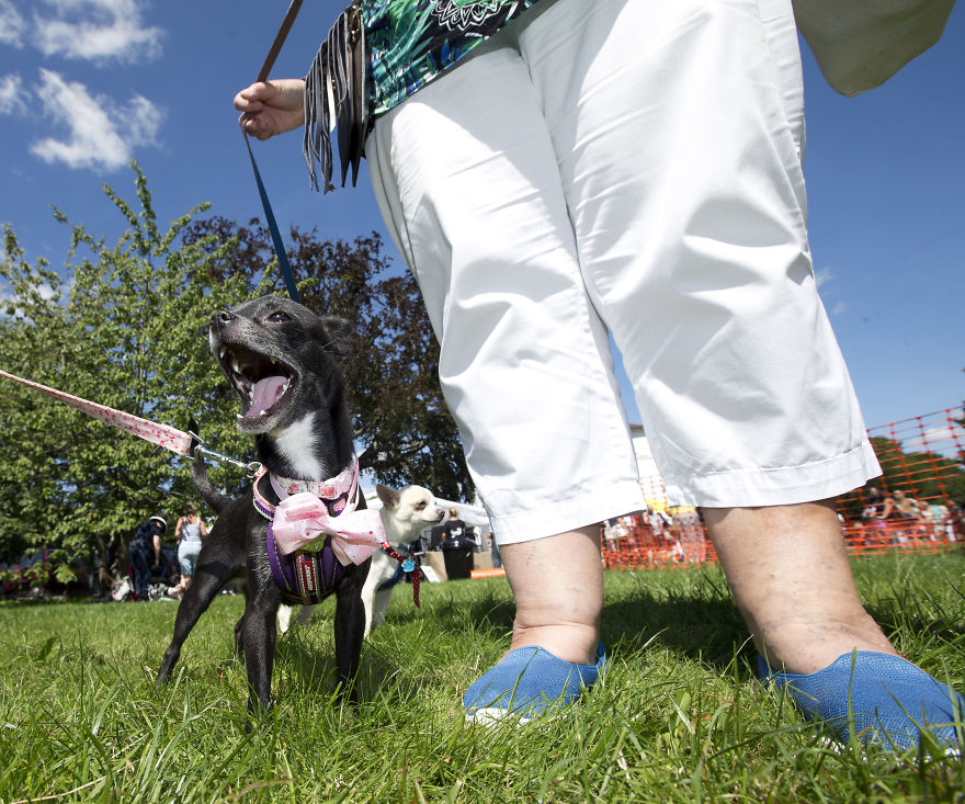 Someone Threw A Festival Just For Chihuahuas And The Pictures Will Make Your Day.