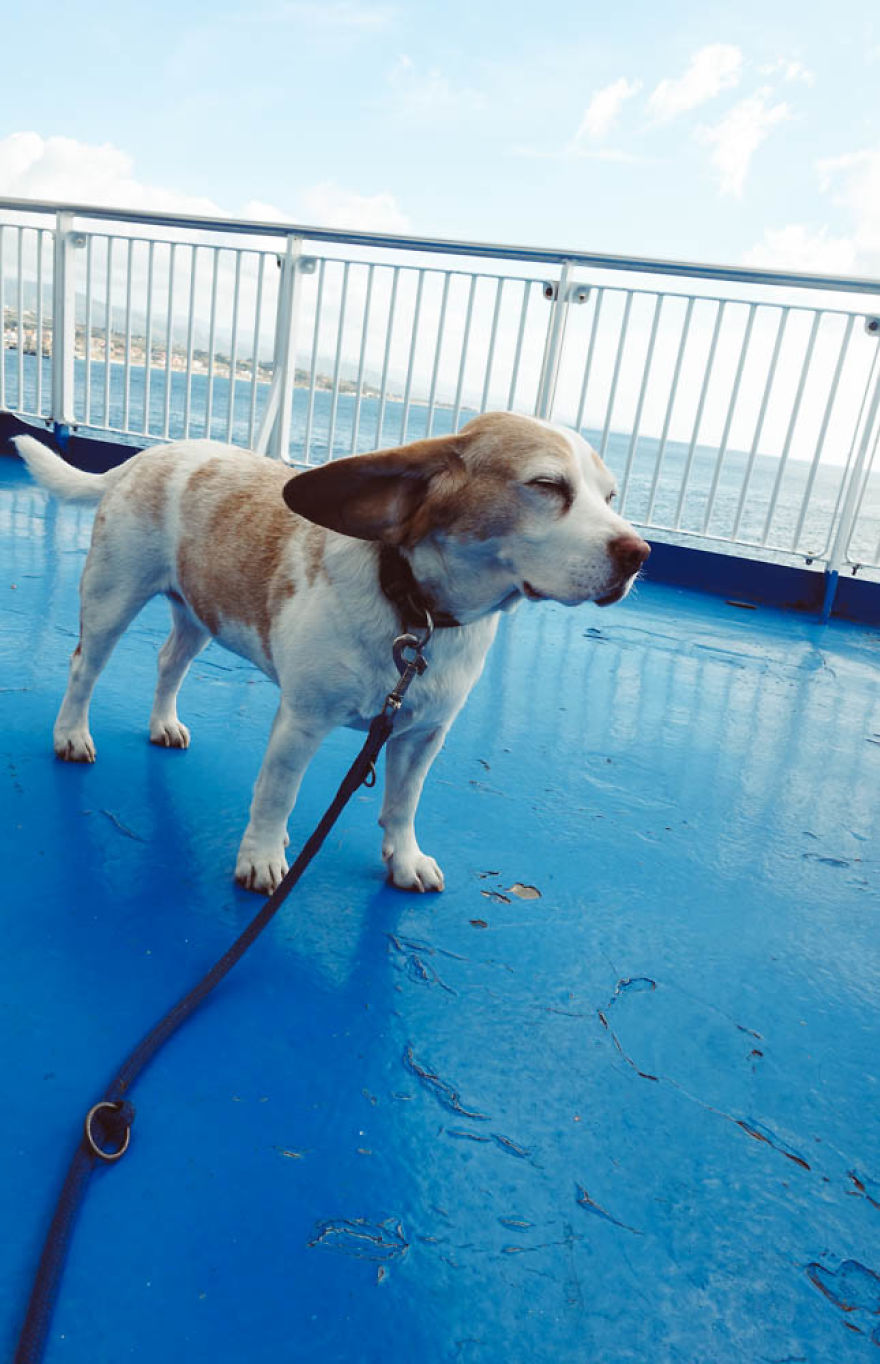 I'm A Full-Time Traveler And My Dog Is Too I'm A Full-Time Traveler And My Dog Is Too