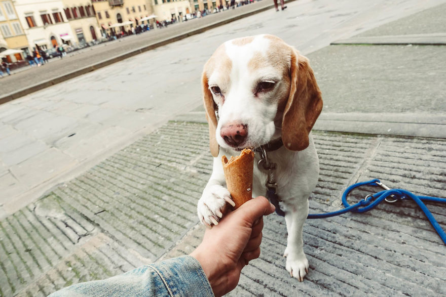 I'm A Full-Time Traveler And My Dog Is Too I'm A Full-Time Traveler And My Dog Is Too