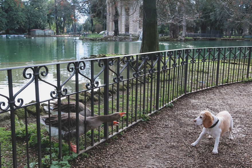 I'm A Full-Time Traveler And My Dog Is Too I'm A Full-Time Traveler And My Dog Is Too