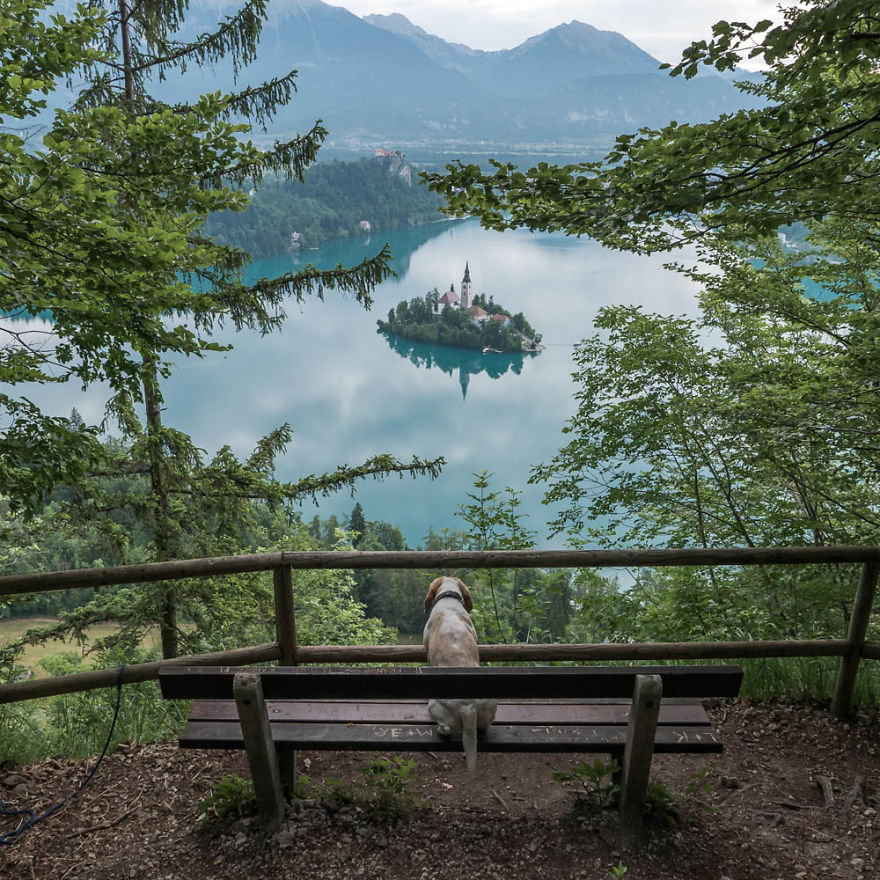 I'm A Full-Time Traveler And My Dog Is Too I'm A Full-Time Traveler And My Dog Is Too