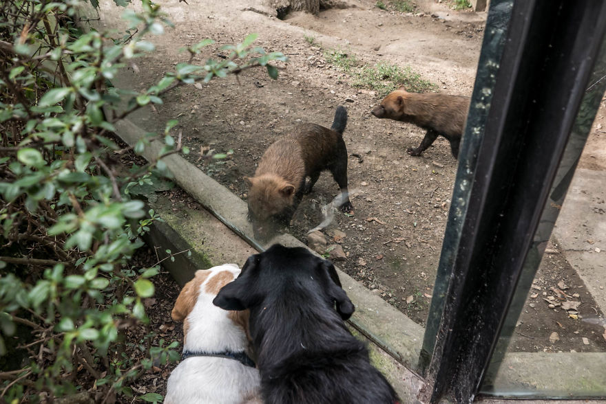 I'm A Full-Time Traveler And My Dog Is Too I'm A Full-Time Traveler And My Dog Is Too