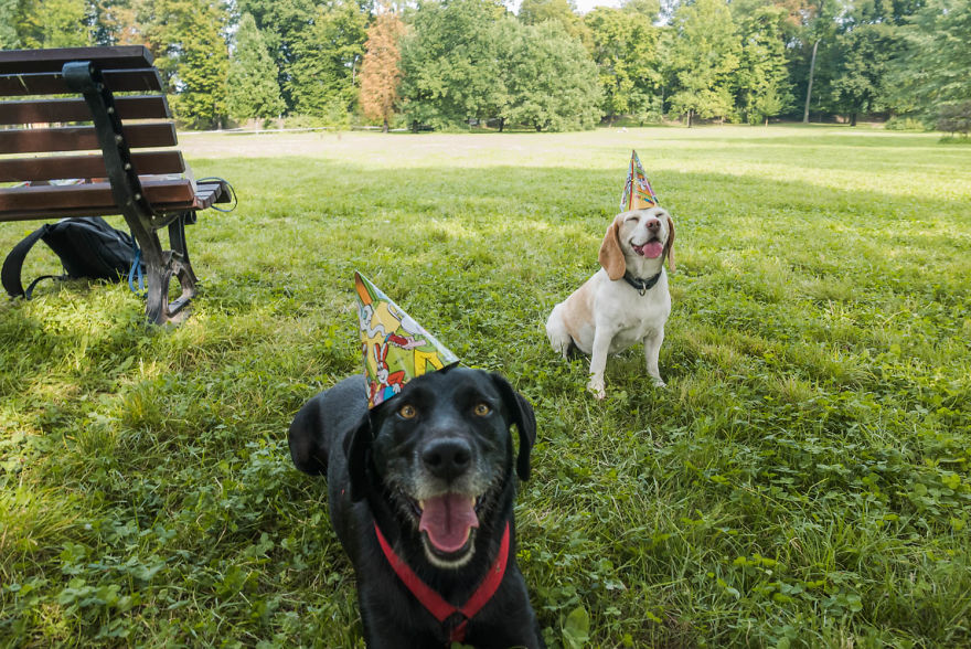 I'm A Full-Time Traveler And My Dog Is Too I'm A Full-Time Traveler And My Dog Is Too