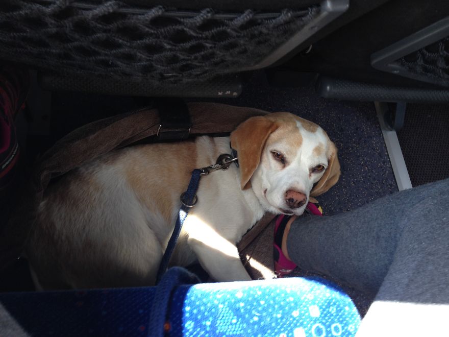 I'm A Full-Time Traveler And My Dog Is Too I'm A Full-Time Traveler And My Dog Is Too
