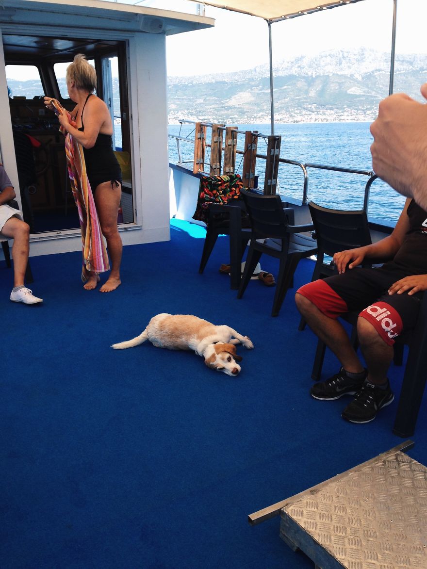 I'm A Full-Time Traveler And My Dog Is Too I'm A Full-Time Traveler And My Dog Is Too