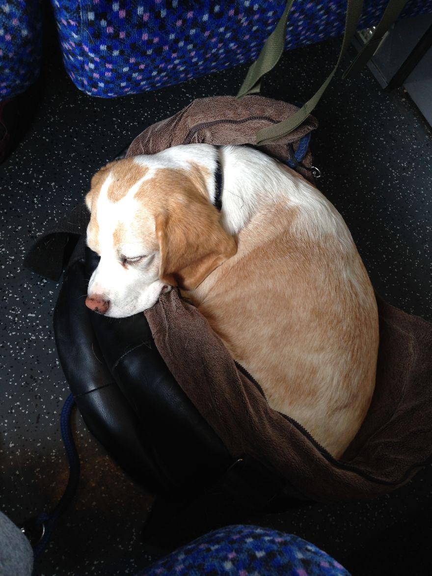 I'm A Full-Time Traveler And My Dog Is Too I'm A Full-Time Traveler And My Dog Is Too