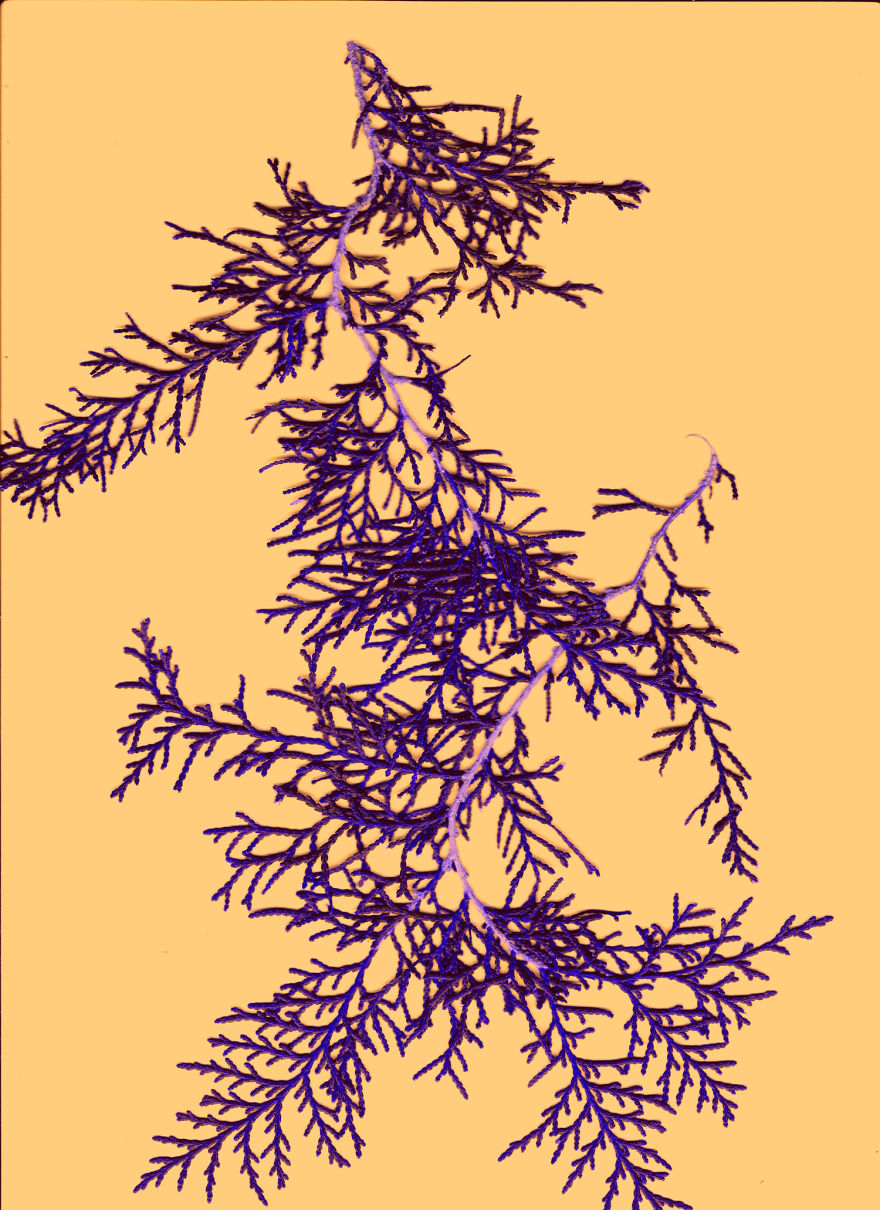 In Search Of Something (Scanning Experiments)