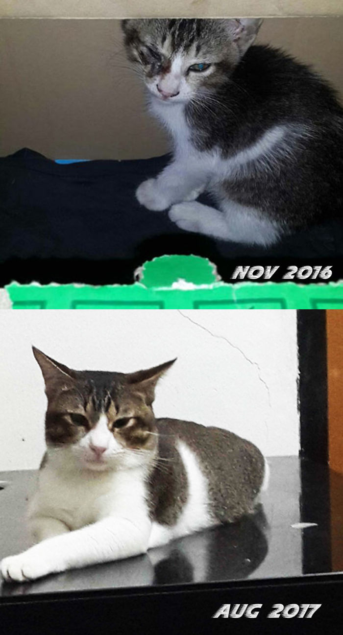 Never Regret Took Him Home. Jebat Then And Now :)