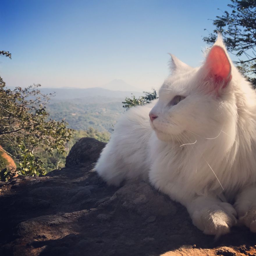 Cezar, The Most Travelled Cat In The World, With 14 Countries Under His Paws
