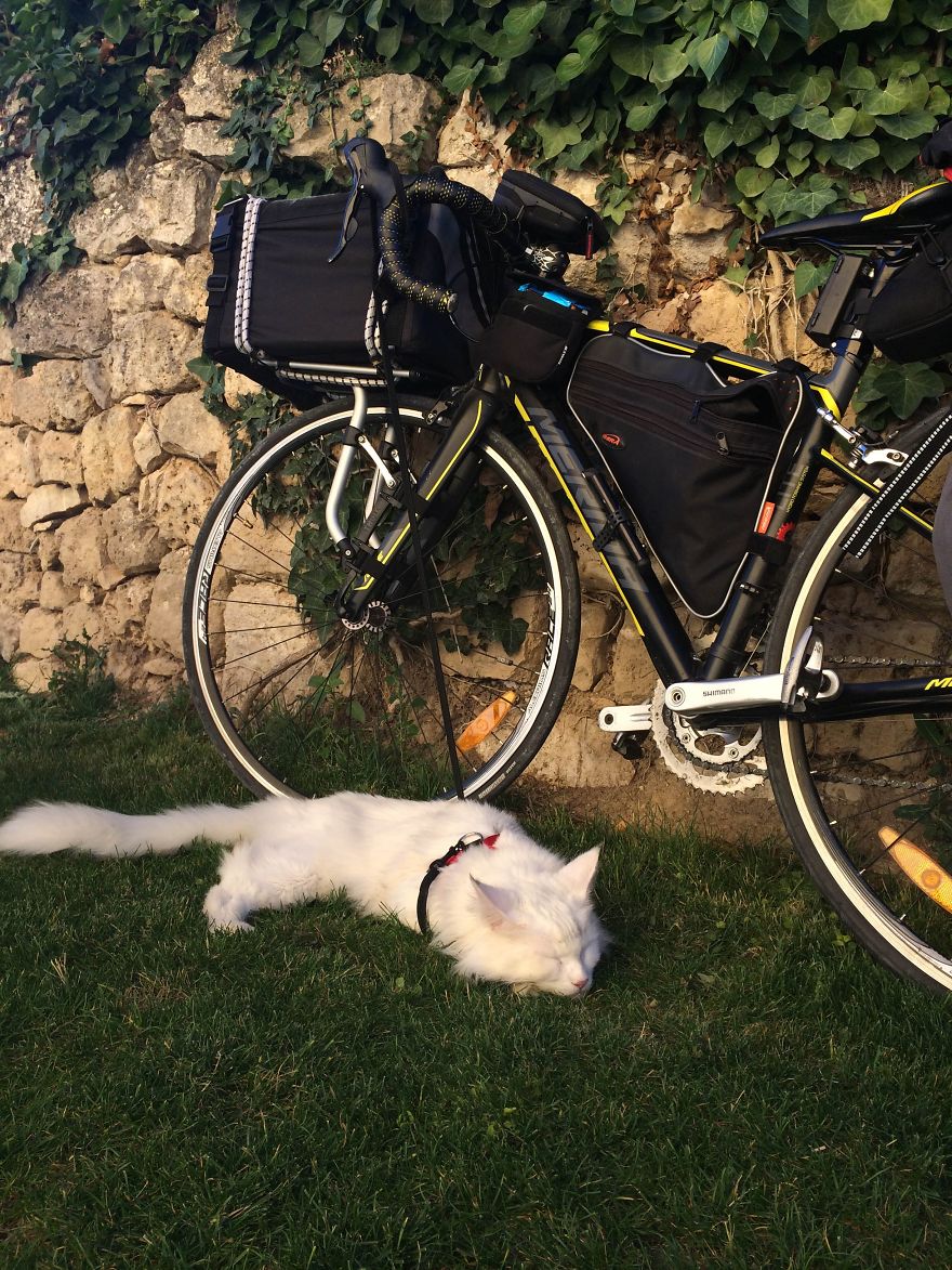 Cezar, The Most Travelled Cat In The World, With 14 Countries Under His Paws