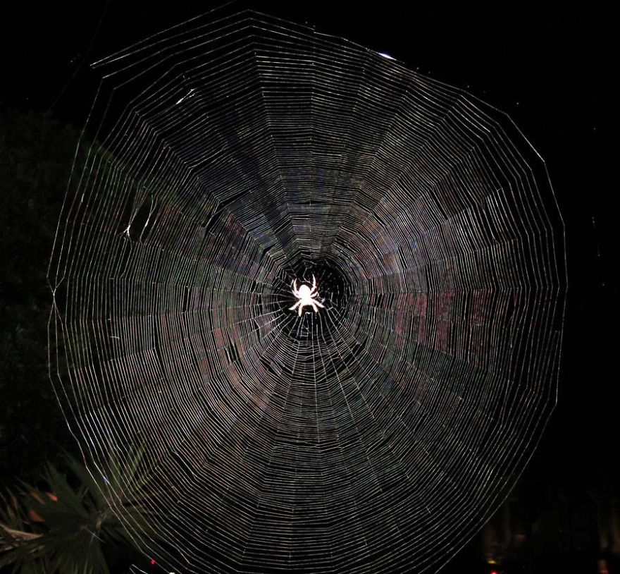 Even The Orb Weaver Spiders Like To Put On A Show.