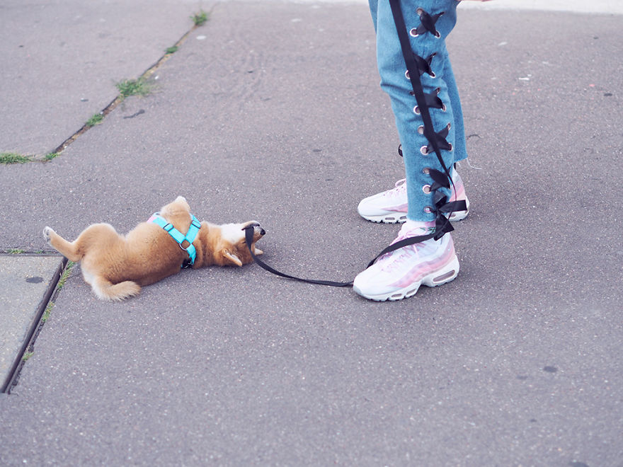 Nanami The Doge