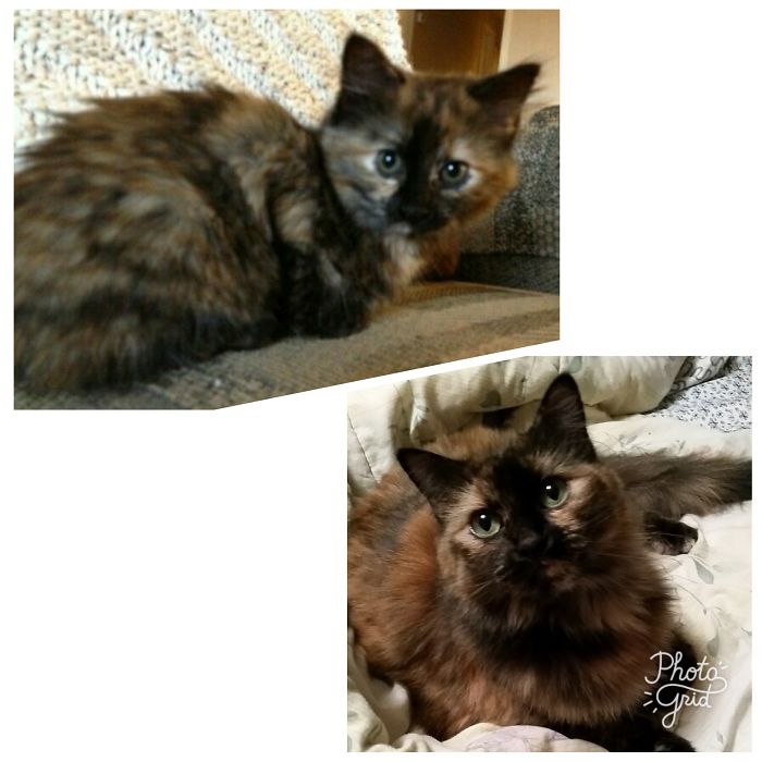 Ms. Cleo And Her Torti-tude Little Self And Slightly Bigger Self.