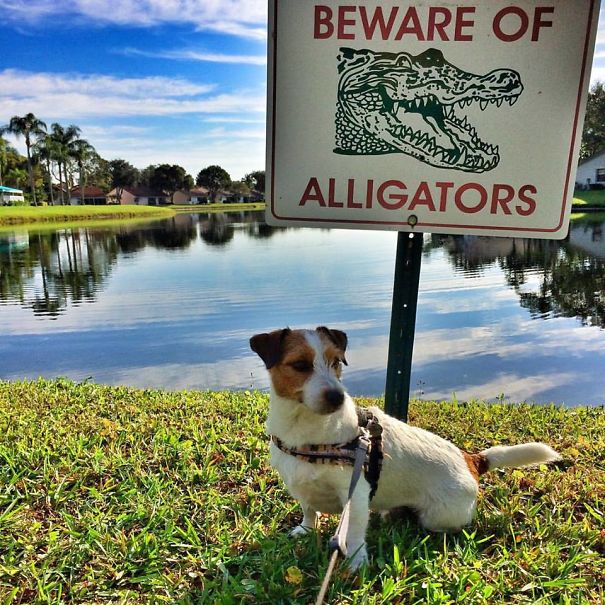 Alligators, Beware Of Jack Russels! Boynton Beach, Florida U.s.a