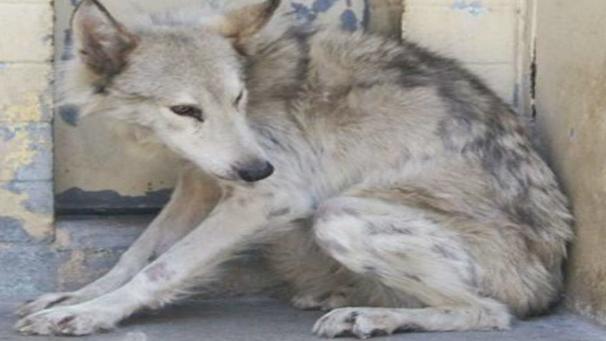 Rescuers Realize Stray Dog Wandering The Neighborhood Is More Than They Bargained For