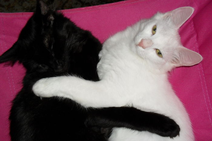 Abra (black) And Gus (white). Sadly Abra Died, Please Use Pet-safe Pesticides Even If You Don't Have Outside Pets)