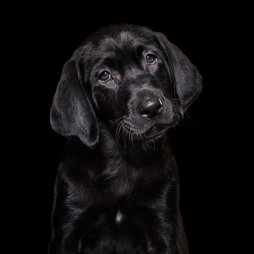 Overlooked Black Dogs - Photographer Brings Attention To The Problem Black Dogs Face In Shelters