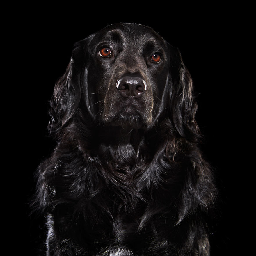 Overlooked Black Dogs - Photographer Brings Attention To The Problem Black Dogs Face In Shelters
