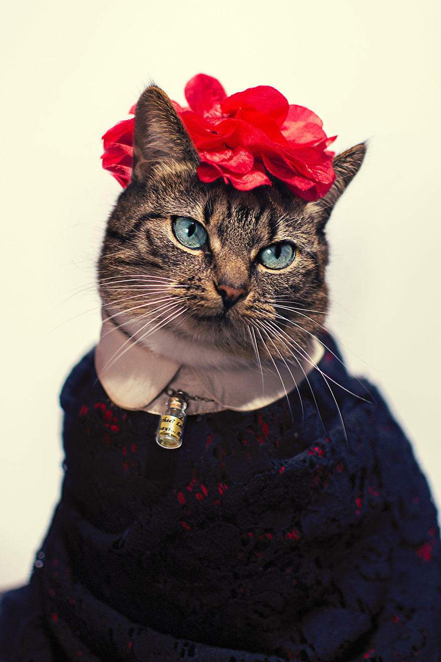 Meet Hummus The Cat, She Was Diagnosed With Feline Leukaemia As A Kitten And Now She Is A High Fashion Model For Her Photographer Cat Dad!
