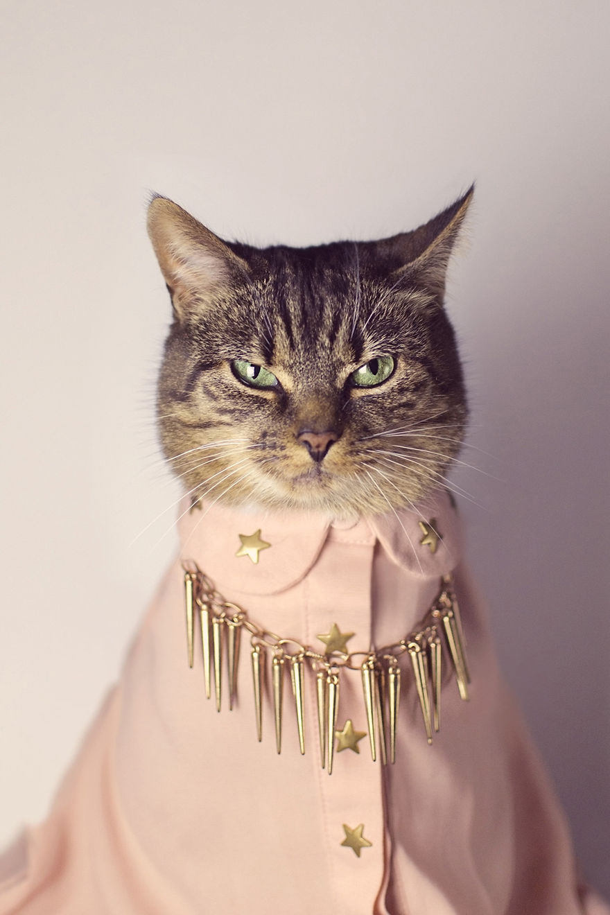 Meet Hummus The Cat, She Was Diagnosed With Feline Leukaemia As A Kitten And Now She Is A High Fashion Model For Her Photographer Cat Dad!
