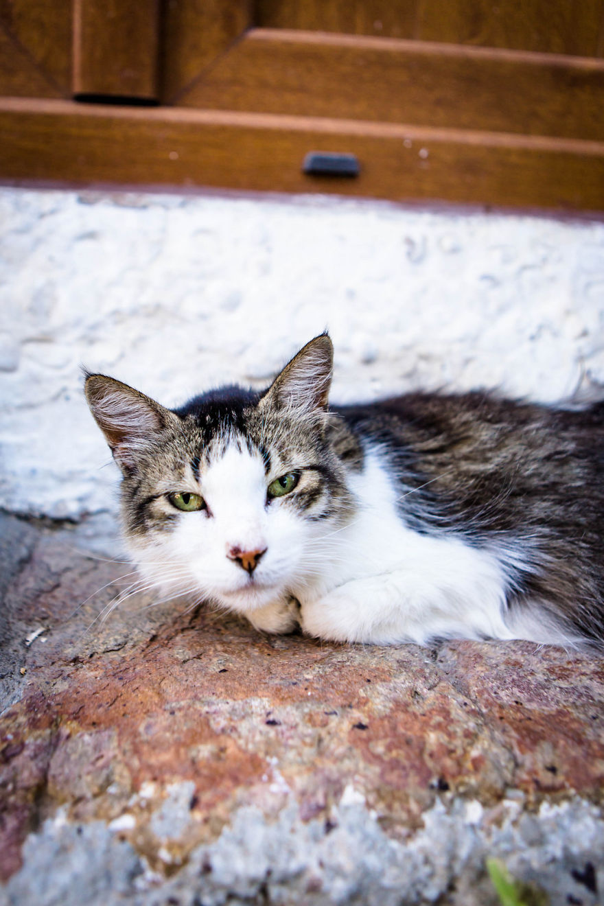 Istanbul Stray Cats With Purrrsonality