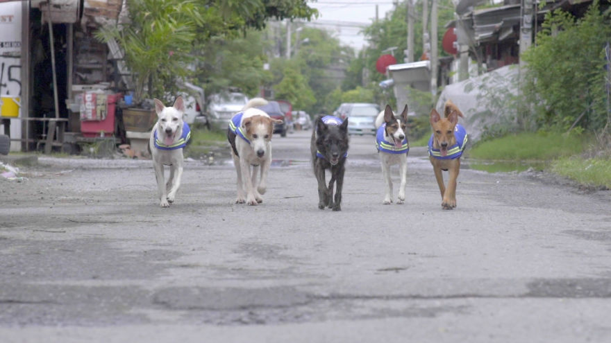 Thailand Has Turned Stray Dogs Into Watchdogs Thailand Has Turned Stray Dogs Into Watchdogs