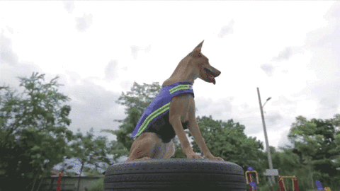 Thailand Has Turned Stray Dogs Into Watchdogs Thailand Has Turned Stray Dogs Into Watchdogs