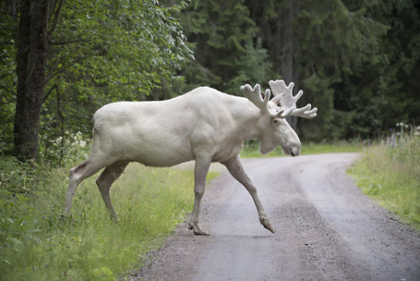 The Internet Is In Love With This Completely White Moose