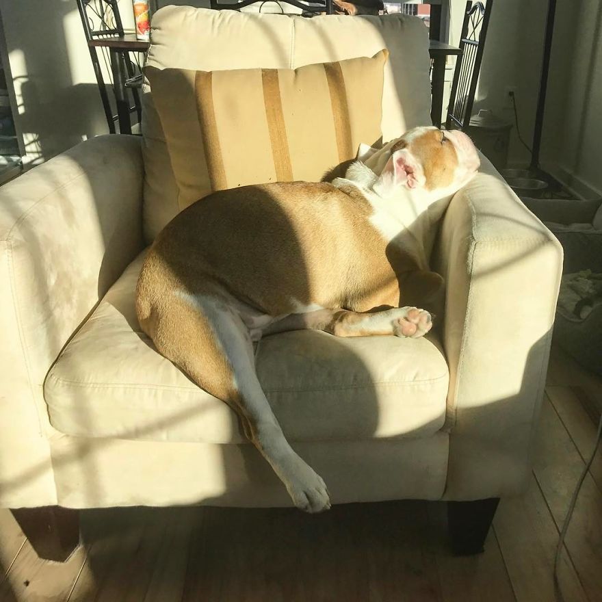 Meet Walter - An English Bulldog Who Likes To Sit Like A Human In His Favorite Chair
