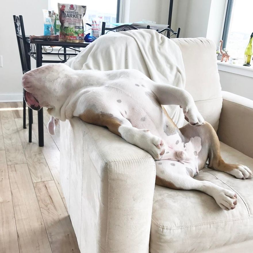 Meet Walter - An English Bulldog Who Likes To Sit Like A Human In His Favorite Chair