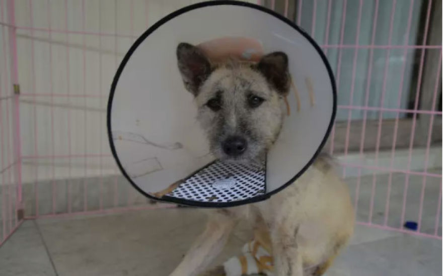Tiga's Tail Part 2: This Disabled Bali Dog Needs Your Help