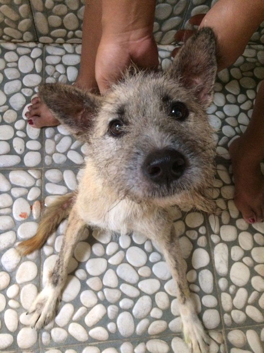 Tiga's Tail Part 2: This Disabled Bali Dog Needs Your Help
