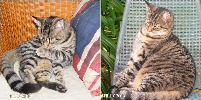 Tilly 2010 And 2016. She Was Adopted From The Rspca. Love Her To Bits!!!