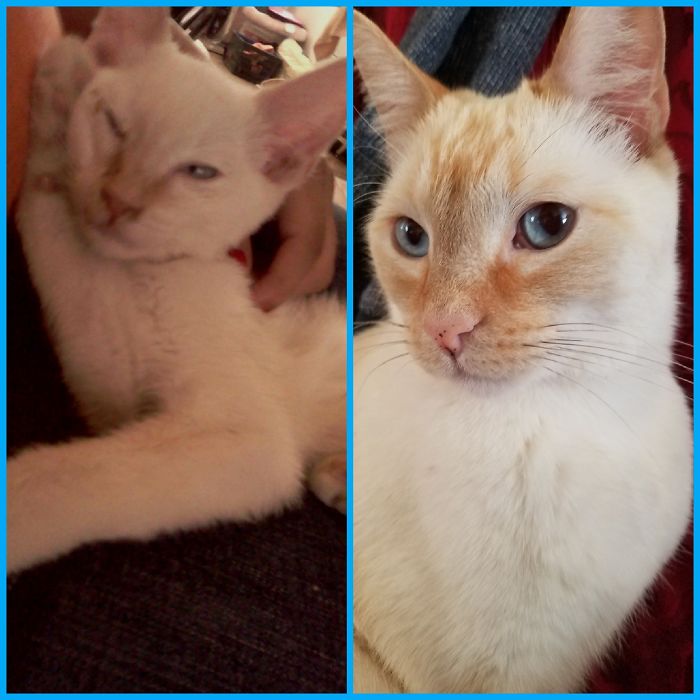 At 2 Months And Now 6 Years Old. My Dobby