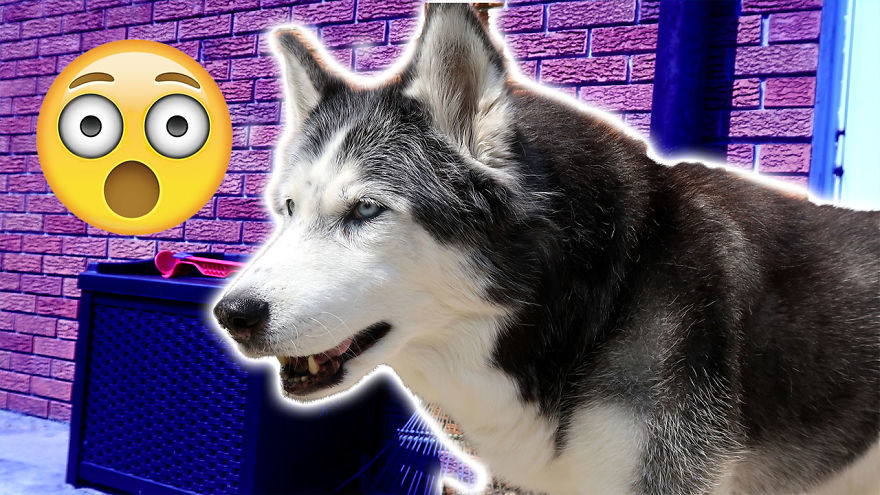 Husky Goes Crazy And Bounces All Over