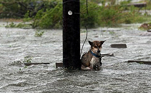 Hay personas que dejaron a sus perros atados para que murieran durante la inundación, y te romperá el corazón
