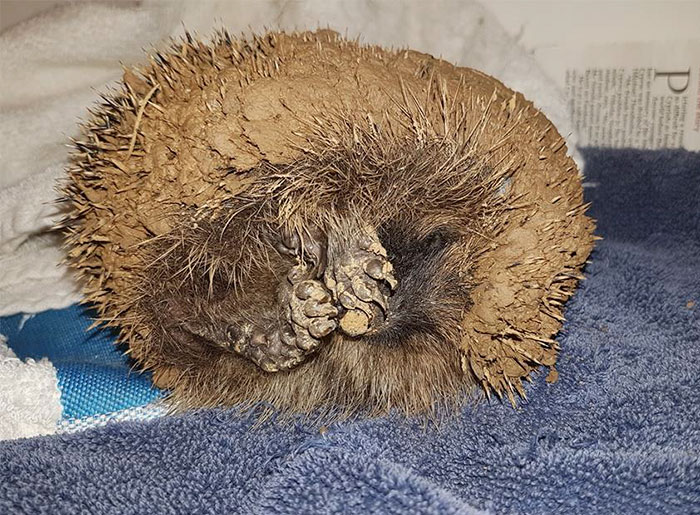 Angry Hedgehog Trapped In Ball Of Clay Doesn't Allow Rescuers To Touch It
