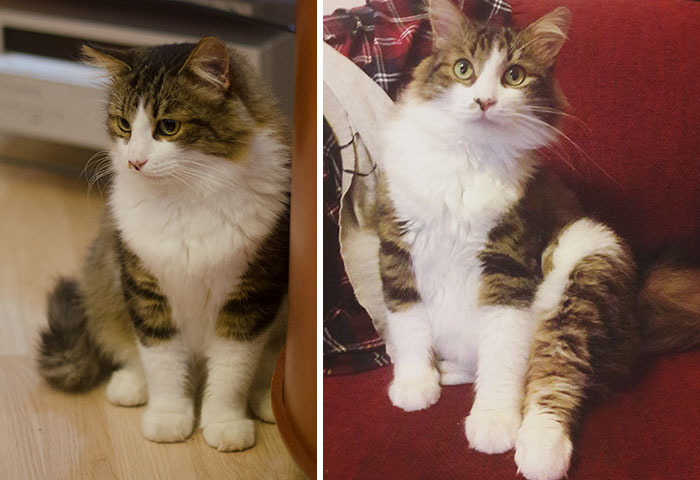 This Is Ares. We Adopted Him When He Was 1,5 Years Old. Second Picture Is Of Him Almost A Year Later