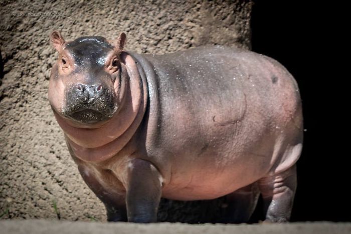 Fiona The Hippo Playing In The Water Will Make Your Day In Just 81 Seconds