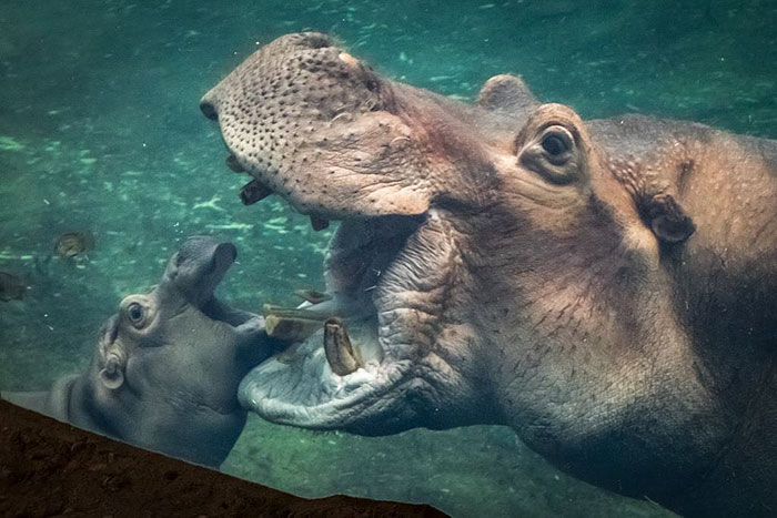 Fiona The Hippo Playing In The Water Will Make Your Day In Just 81 Seconds