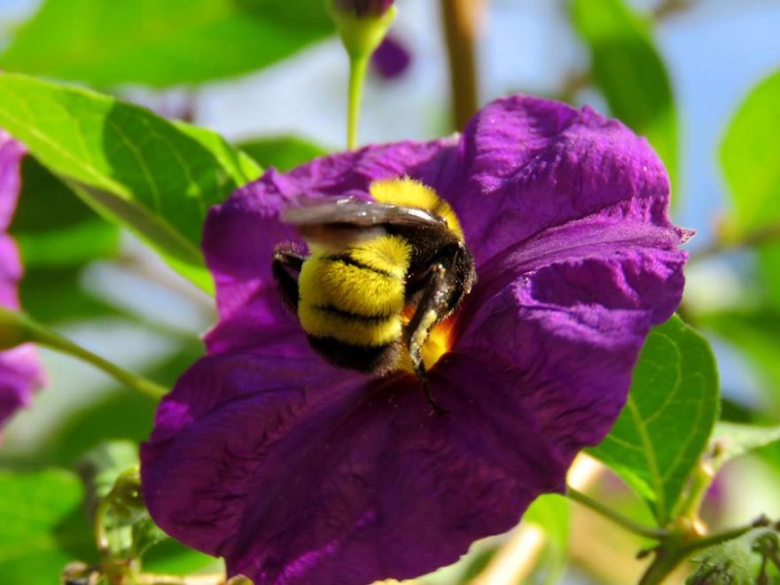 Giant Bumblebee In The Blue Potato Bush.