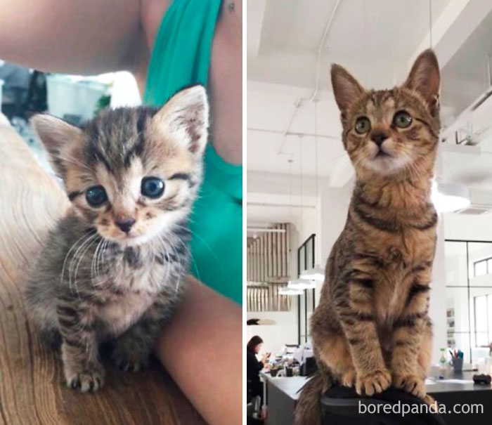 Our Office Rescue Kitty Tiger! 1 Month And 8 Months