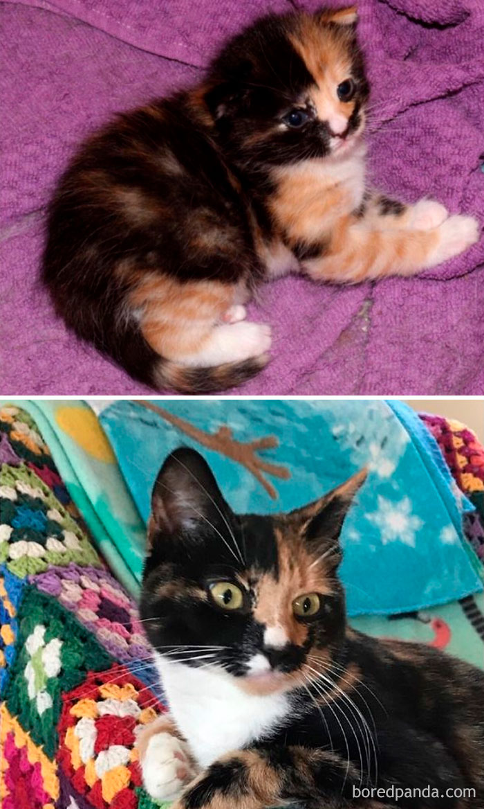 Vera The Very Very Tiny Kitty, Having Just Opened Her Eyes, And Then 1,5 Years Later. Stol