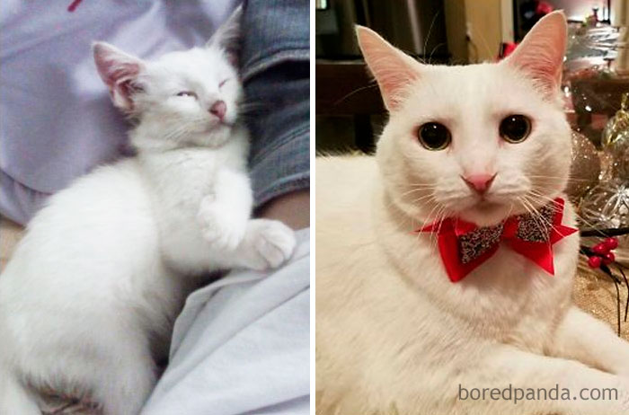 Cotton At 3 Months And 9 Years