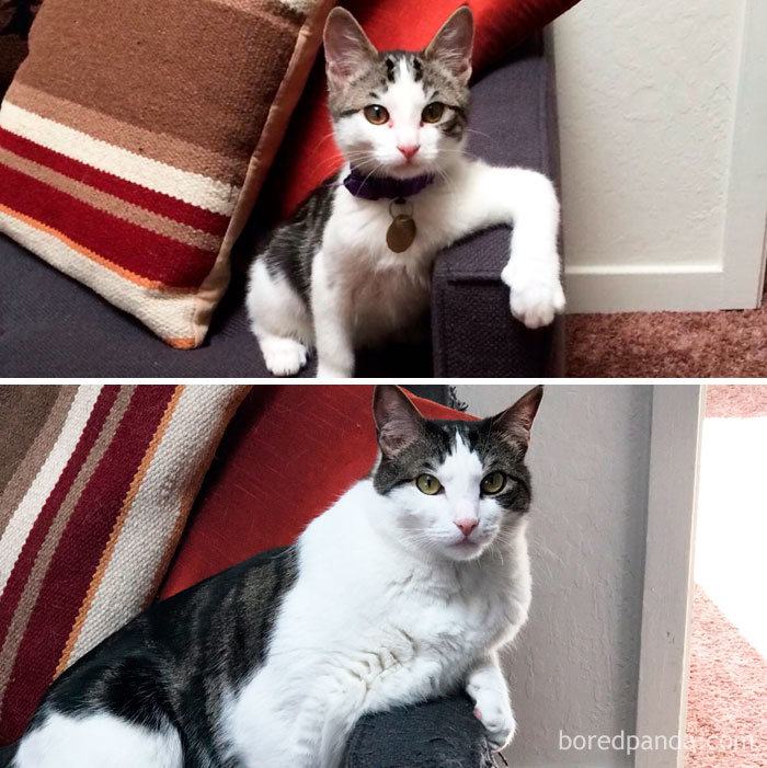 Three Years (And One Destroyed Couch) Later, He's Still The Most Interesting Cat In The World
