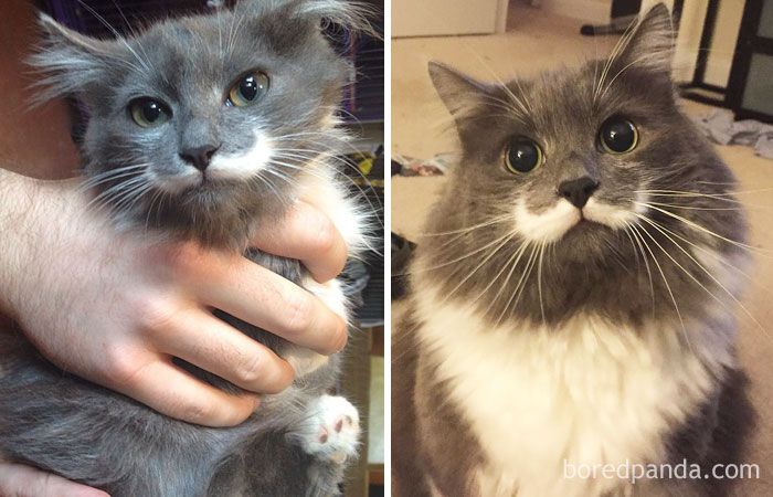 Hamilton The Hipster Cat Then And Now