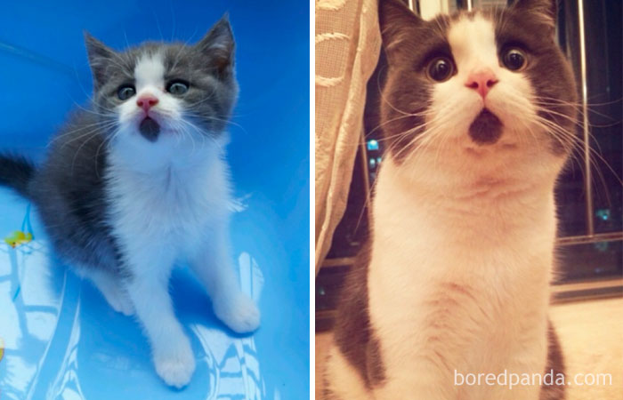 Banye The Omg Cat Then And Now