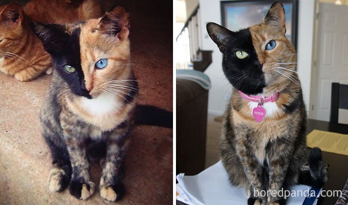Venus The Two-Faced Kitten Then And Now