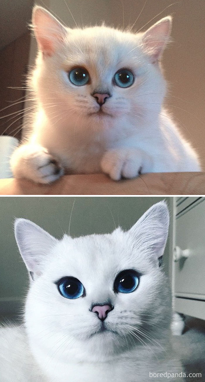 Coby The Cat Then And Now
